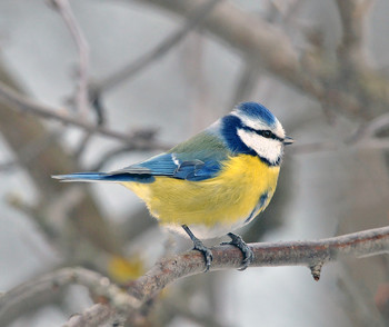 Blue tit / ***