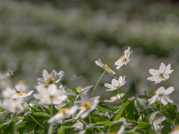 Spring has come / ***