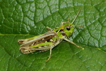 Grasshopper / ***