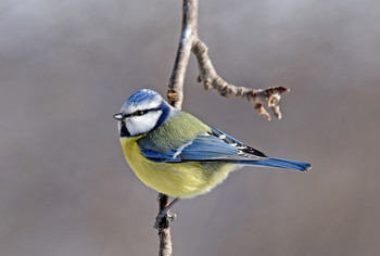 Blue tit / ***