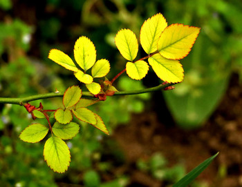 Spring / ***