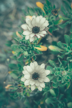 Spring / ***