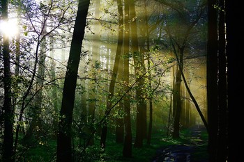 Morning in the forest / ***