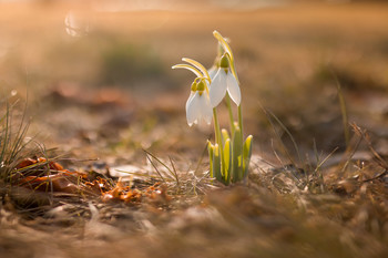 Snowdrops / ***