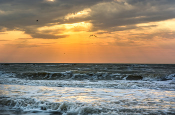 landscape with sea and birds at sunset / ***