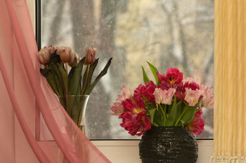 flowers in the window / ***