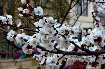 Spring etude / ***