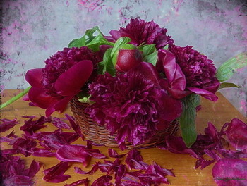 Peonies / ***