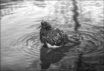 Water Treatments / ***