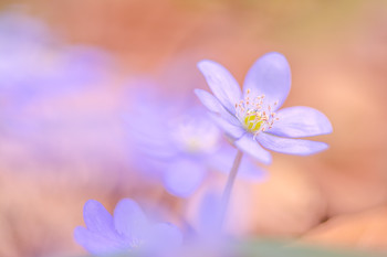 &nbsp; / Leberblümchen