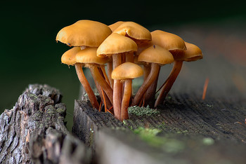 On the stump / ***
