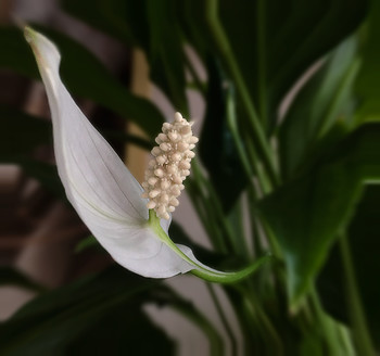 Spathiphyllum / ***