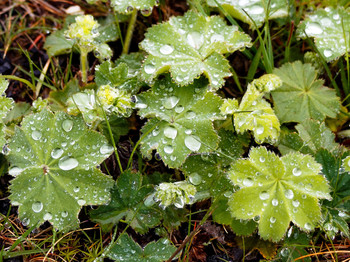 After the rain / ***