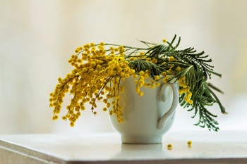 mimosa / ***