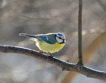 Blue tit / ***