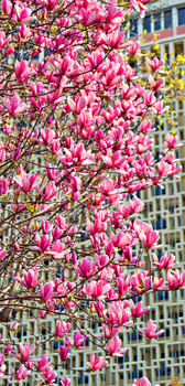 Spring Butterflies / ***