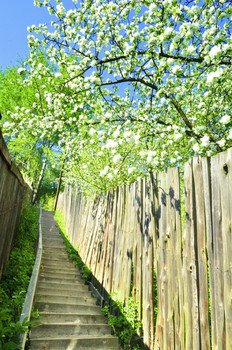 May Blossom / ***
