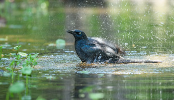 Nicaraguan Grackle (Quiscalus nicaraguensis) / ***