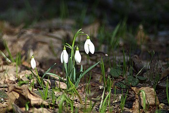 Snowdrops / ***