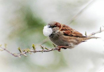Fluff / ***
