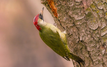 green woodpecker / ***