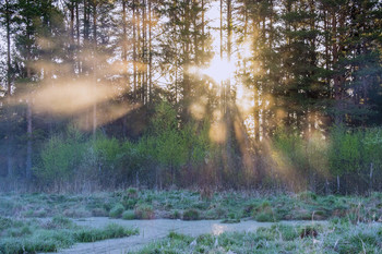 spring beams / ***