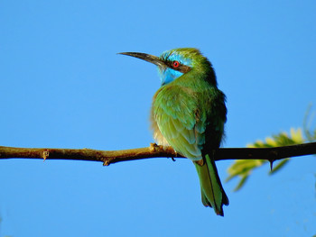 European bee-eater / ***