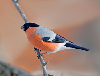 Bullfinch / ***