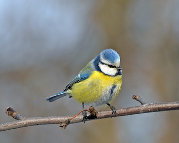 Blue tit / ***