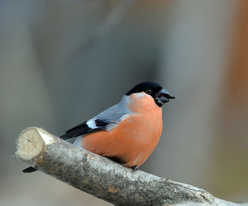 Bullfinch / ***