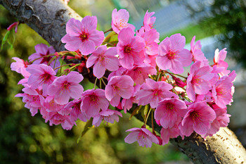 spring pictures / ***