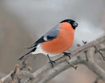 Bullfinch / ***