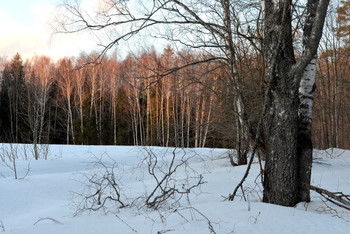 Forest Glade / ***