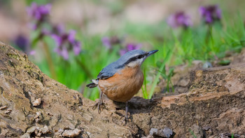 Nuthatch / ***