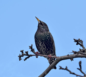 Starling / ***