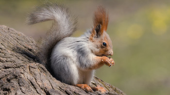 Squirrel / ***