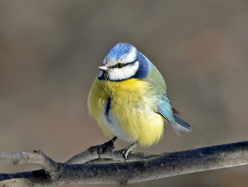 Blue tit / ***