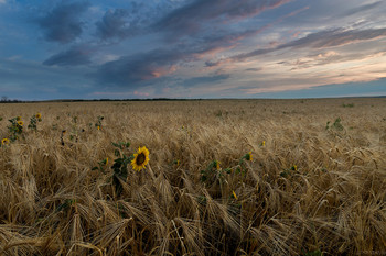 July morning / There I was on a July morning
Looking for love
With the strength
Of a new day dawning
And the beautiful sun

At the sound
Of the first bird singing
I was leaving for home
With the storm
And the night behind me
And a road of my own