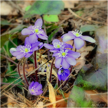 Springtime / ***