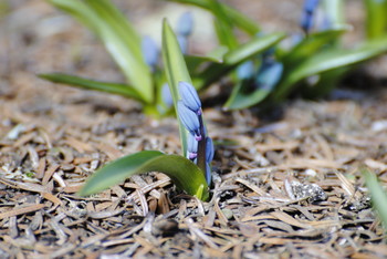 way to the spring! / ***