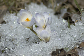 Crocuses / ***