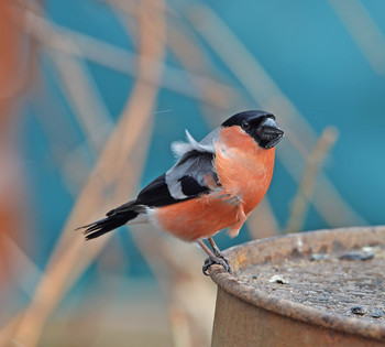 Bullfinch / ***