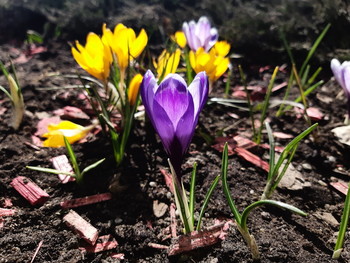 Crocuses / ***