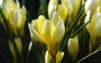 Crocuses / ***