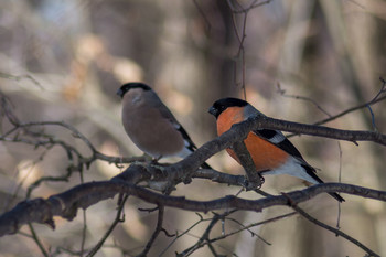 Bullfinch / ***
