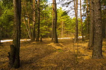 Spring forest. / ***
