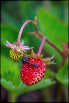 Sweet berry / ***
