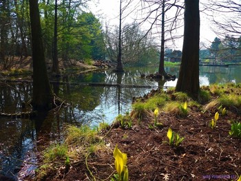 Spring in the park / ***