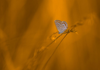 Copper-butterfly / ***