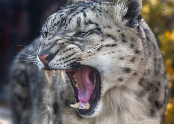 Snow leopard / ***